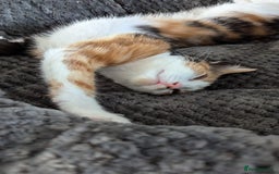Mixed Breed cats for sale: Beautiful litter of kittens - Image 24
