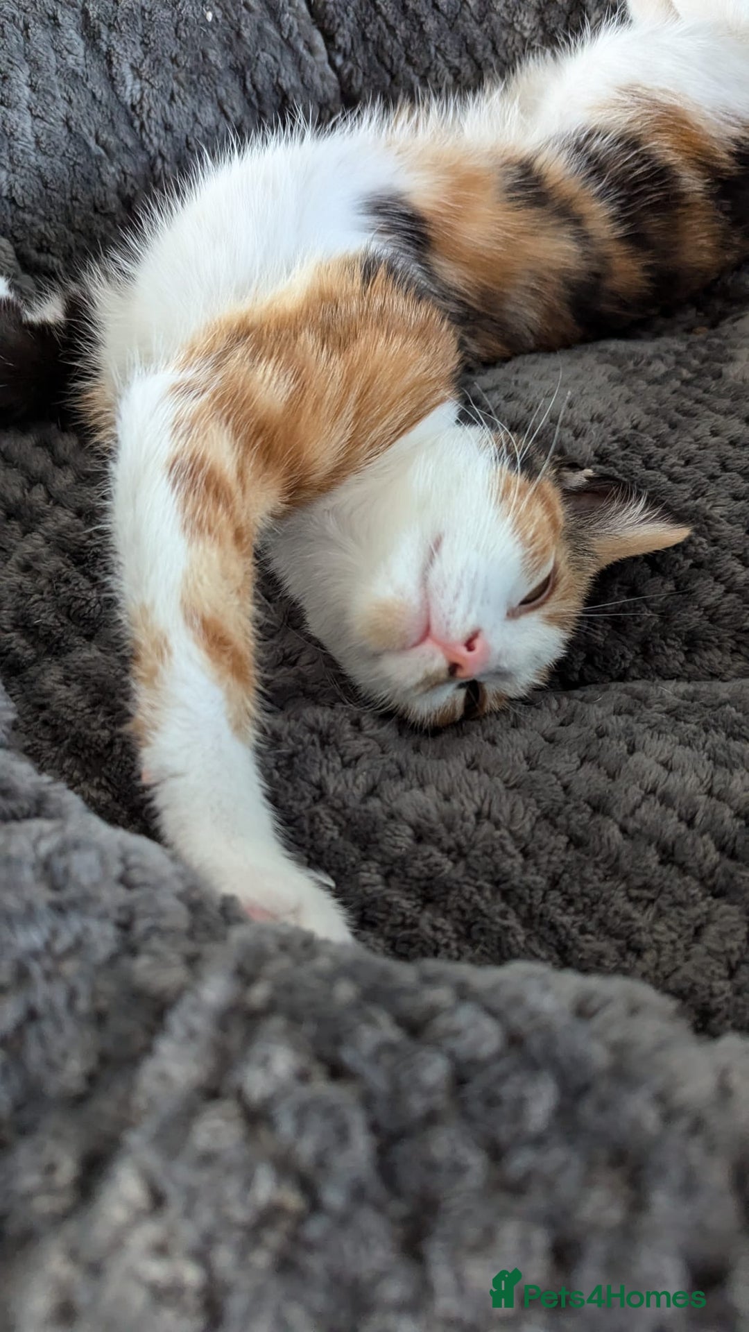 Mixed Breed cats for sale: Beautiful litter of kittens - Image 24