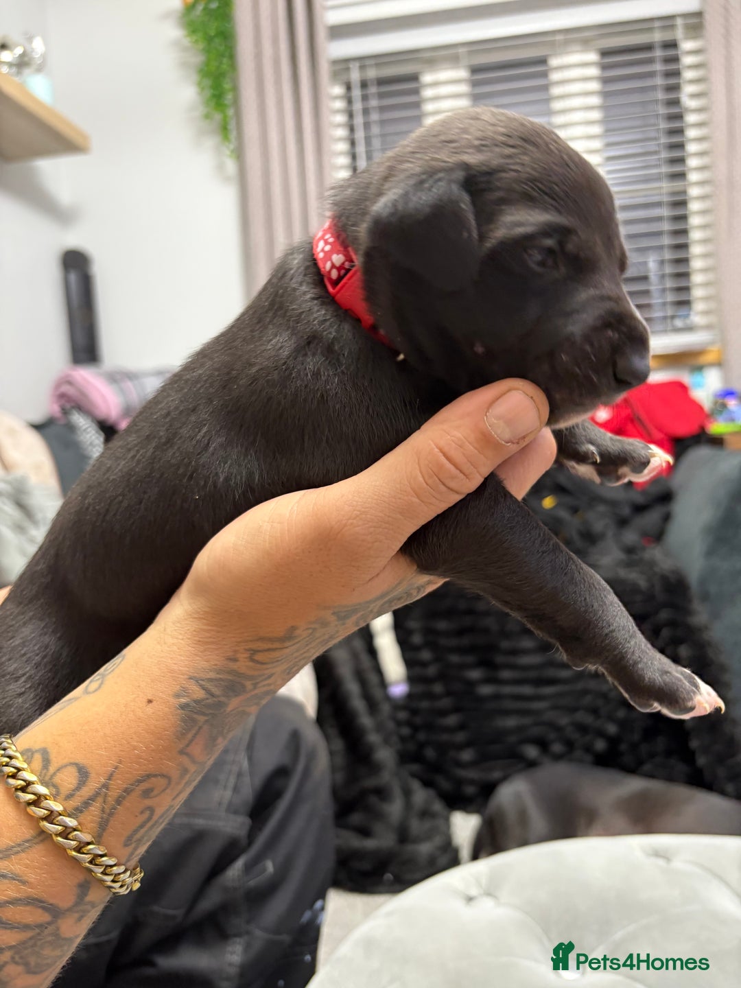 Whippet dogs for sale: 3 beautiful male whippets - Advert 9