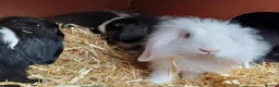 Mixed Breed rabbits for sale: Rabbits-8 weeks old. Cross lop eared, lion heads. in Benfleet - Advert 9