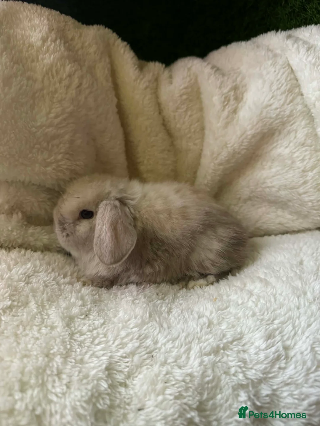 Mini Lop rabbits for sale: Pedigree Mini Lops - Advert 5