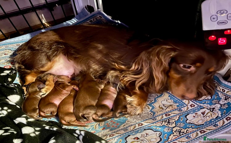 Miniature Dachshund dogs - Advert 3