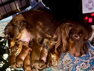 Miniature Dachshund dogs - Advert 7