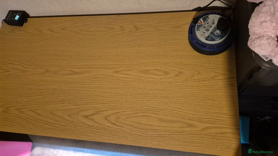 Hermann Tortoise reptiles for sale: Hermann Tortoise  - Advert 5