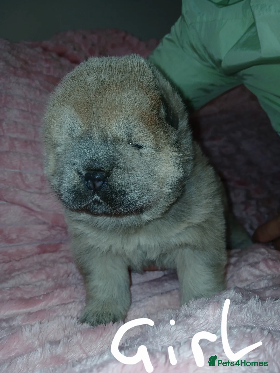 Chow Chow dogs for sale: Chow chow puppies  in Retford - Advert 2