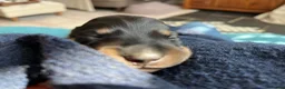 Miniature Dachshund dogs for sale: Last 2 ready to leave on 16th June - Advert 11