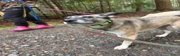 Mixed Breed dogs for adoption: Inka - Dereham Norfolk in Dereham - Advert 16