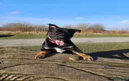 Rottweiler dogs for stud: Rottweiler cross for stud - Image 19