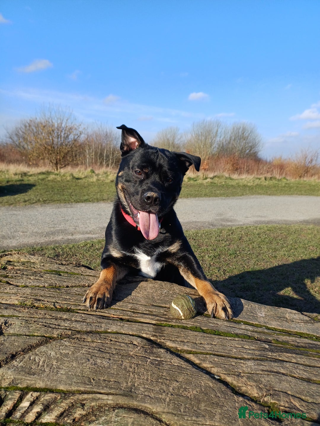 Rottweiler dogs for stud: Rottweiler cross for stud - Image 19