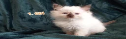 Ragdoll cats for sale: Ragdoll kitten. 2 Girls and 1 Boy  in Coventry - Advert 16