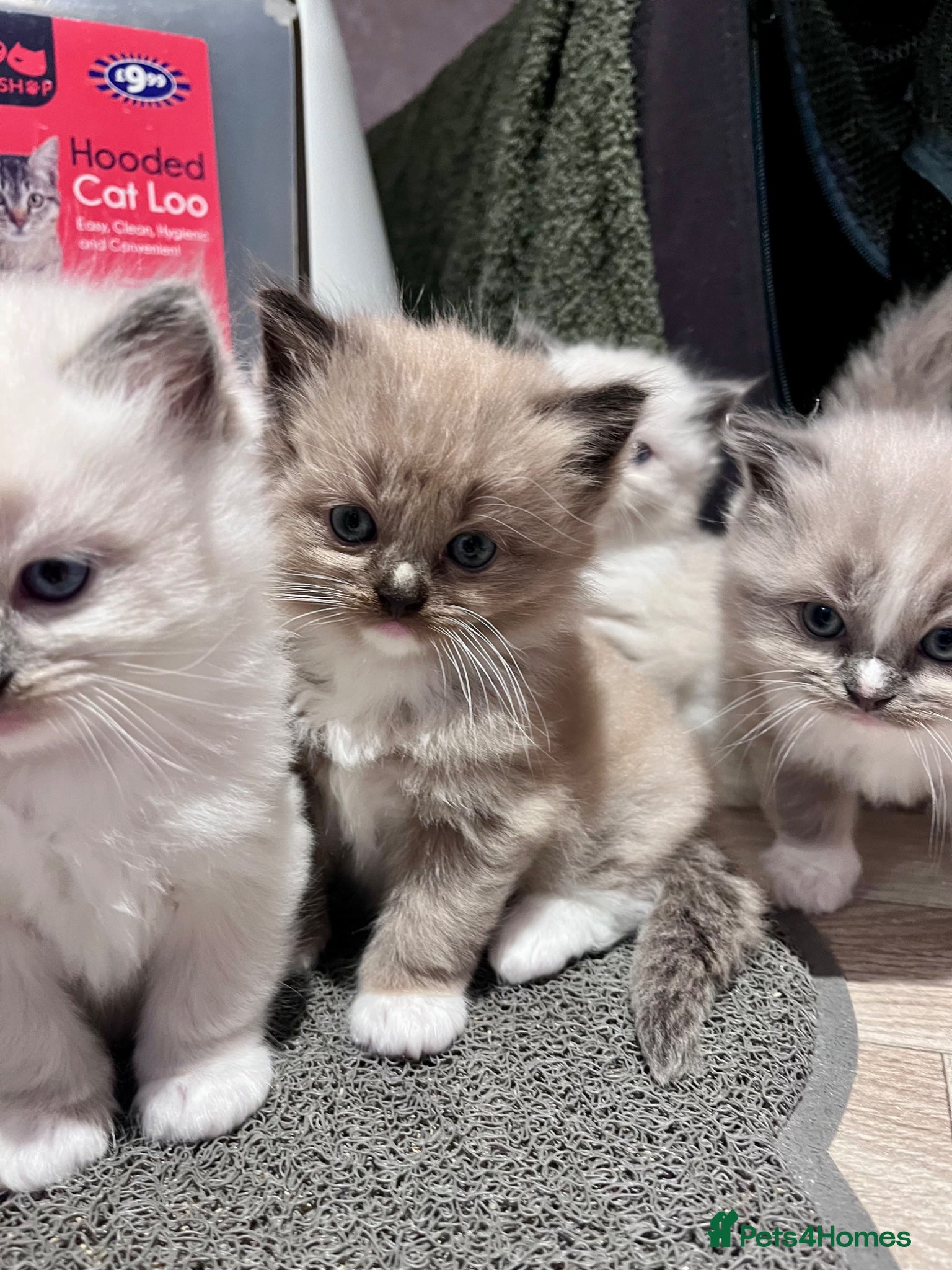 Ragdoll cats Stunning ragdoll kittens - Advert 12