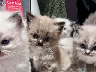 Ragdoll cats Stunning ragdoll kittens - Advert 8