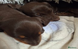 Dachshund dogs for sale: Our Dearest Amelia has had 2 superb  female pups  - Image 4