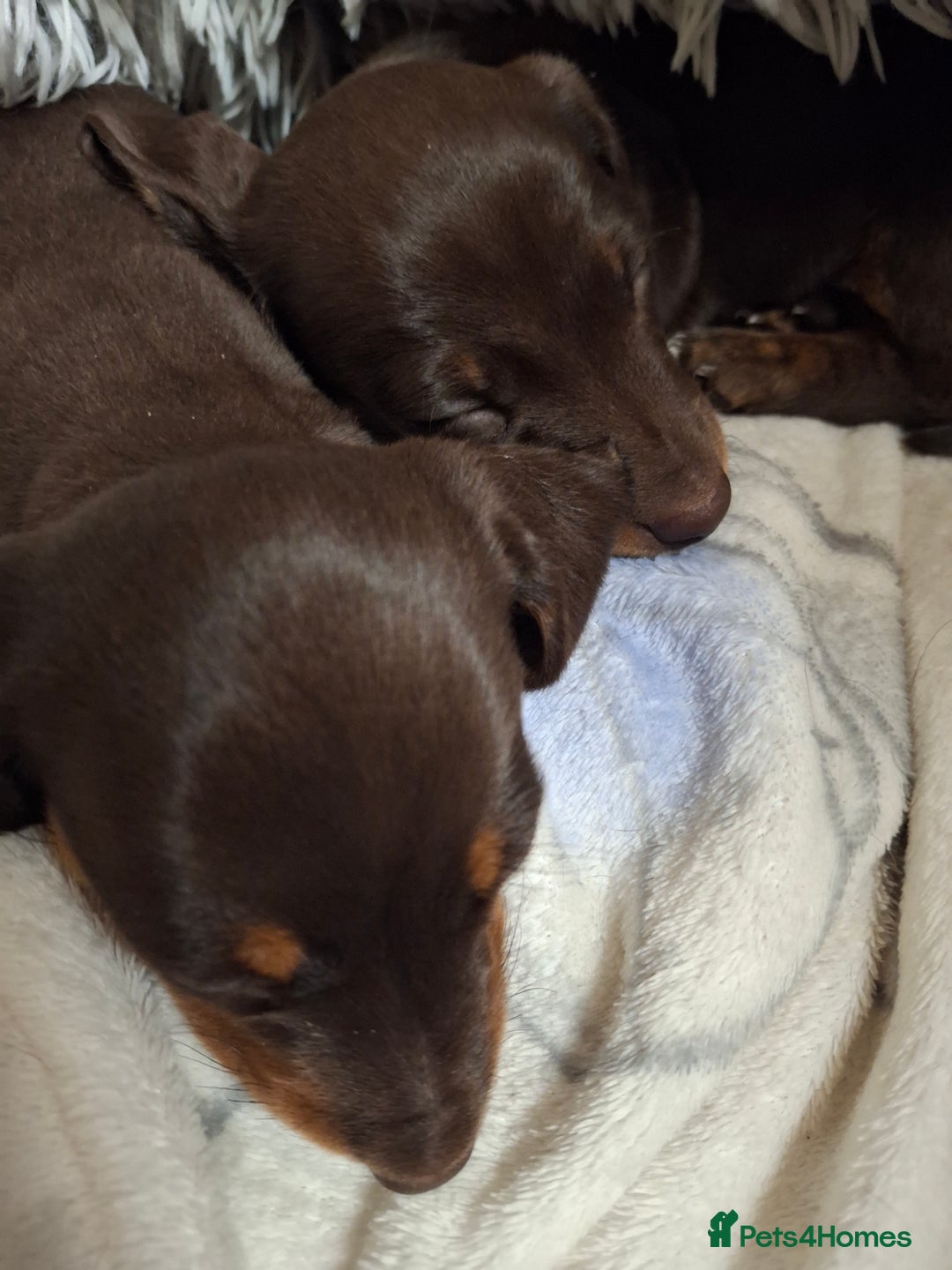 Dachshund dogs for sale: Our Dearest Amelia has had 2 superb  female pups  - Image 4