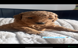Mini Goldendoodle dogs for sale: Absolutely stunning Mini Goldendoodle puppies 🐾 - Image 6