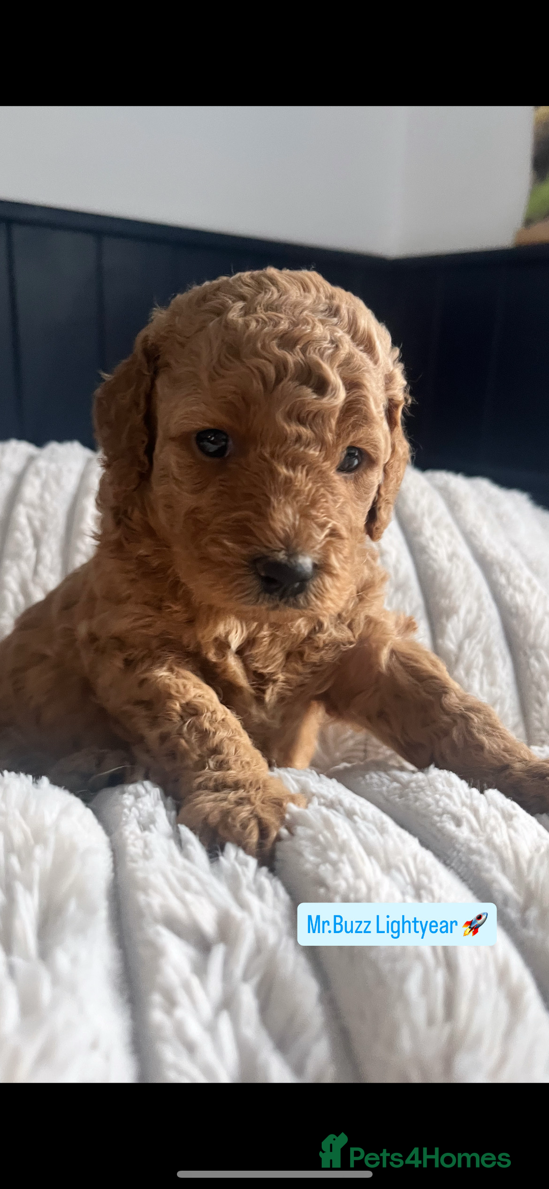 Mini Goldendoodle dogs for sale: Absolutely stunning Mini Goldendoodle puppies 🐾 - Image 6