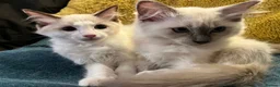 Ragdoll cats for sale: Pure ragdoll kittens for sale London - Advert 3