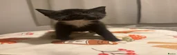 Mixed Breed cats for sale: 3x male tuxedo kittens for sale  - Advert 5