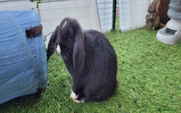 Mini Lop rabbits for sale: Beautiful Mini Lops - READY TO LEAVE  - Image 22