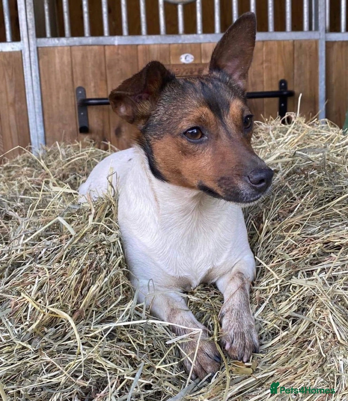 Jack Russell dogs Gorgeous Jack Russell puppies - Advert 1