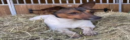 Jack Russell dogs for sale: Gorgeous Jack Russell puppies in Crewe - Advert 1