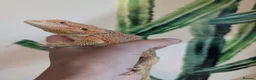 Bearded Dragon reptiles for sale: Female Genetic Stripe Dunner Bearded Dragon - Advert 3