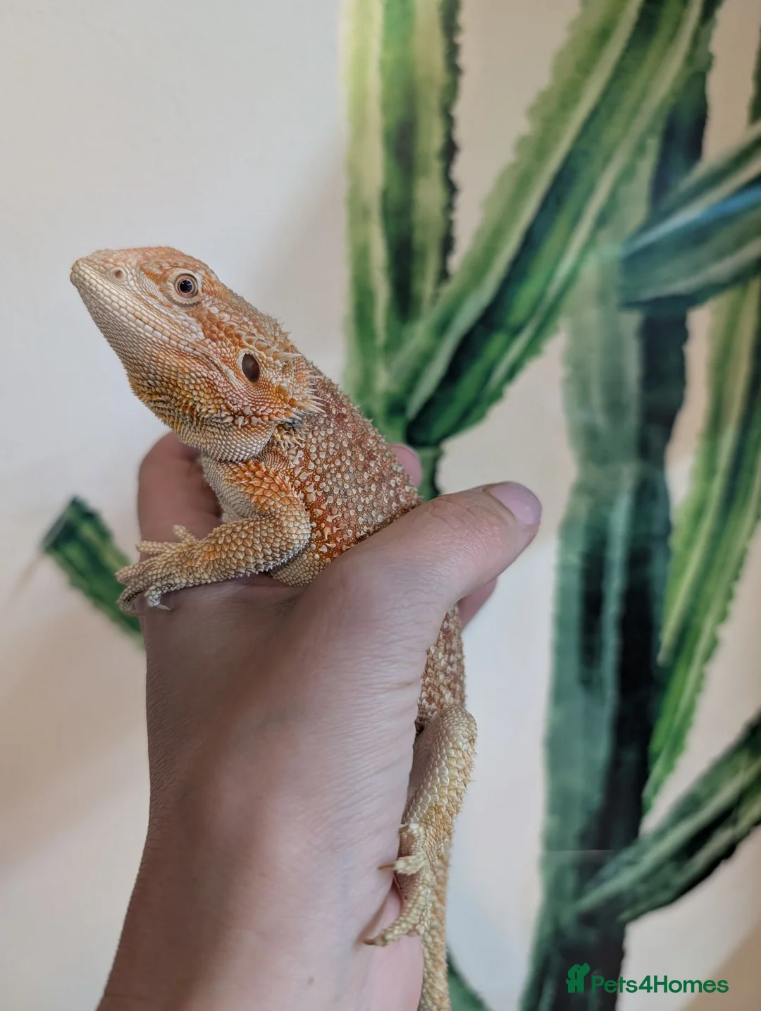 Bearded Dragon reptiles for sale: Female Genetic Stripe Dunner Bearded Dragon - Advert 3