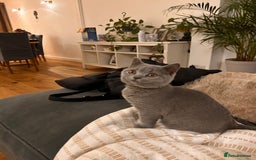 British Shorthair cats for sale: Beautiful British shorthair kitten  - Advert 6