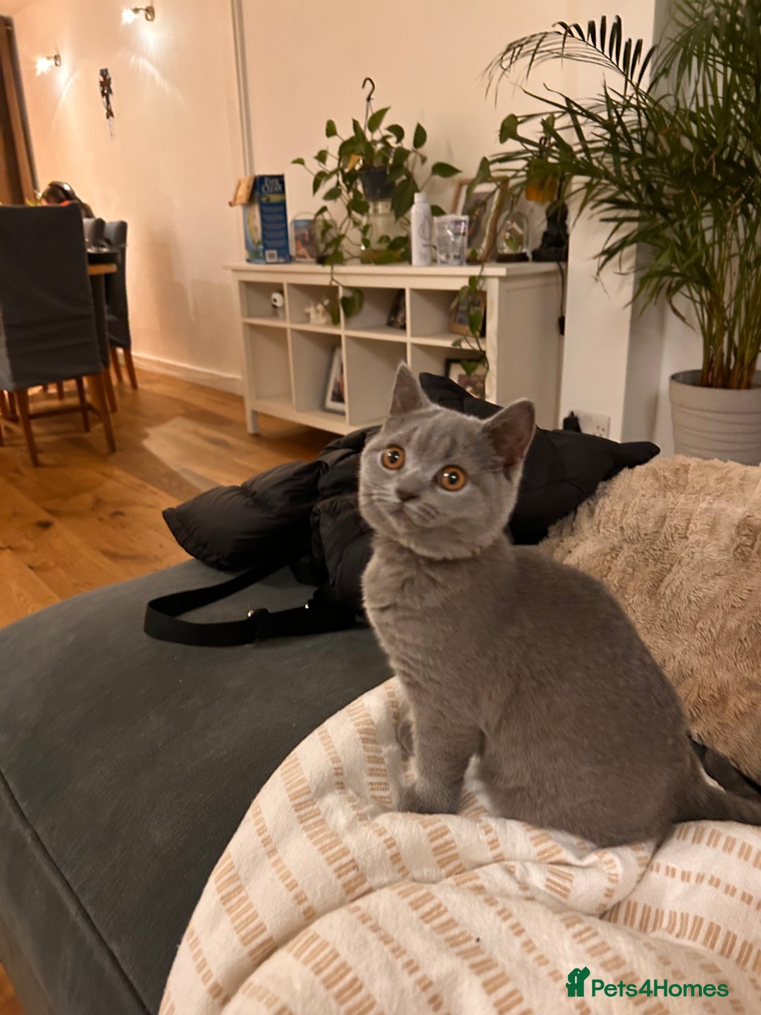 British Shorthair cats for sale: Beautiful British shorthair kitten  - Advert 6