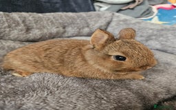 Netherland Dwarf rabbits for sale: Red Agouti Netherland Dwarf girl - Advert 3