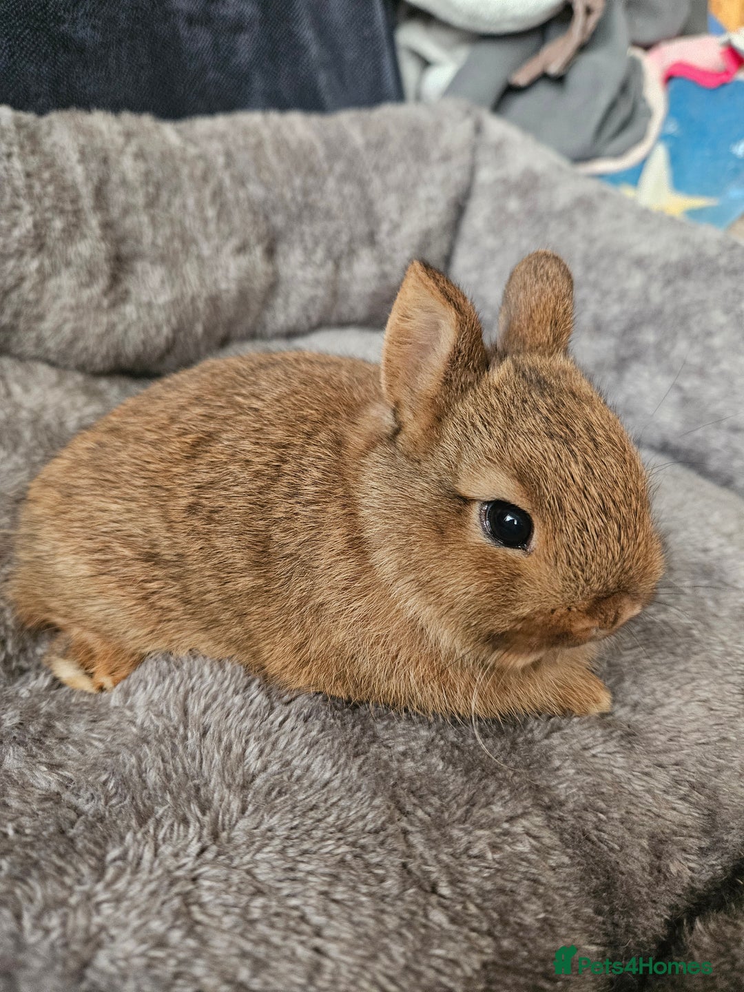 Netherland Dwarf rabbits for sale: Red Agouti Netherland Dwarf girl - Advert 3