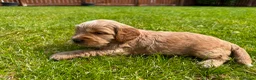 Cockapoo dogs for sale: Toy cockapoo puppies (golden) (tri) super cute - Advert 32