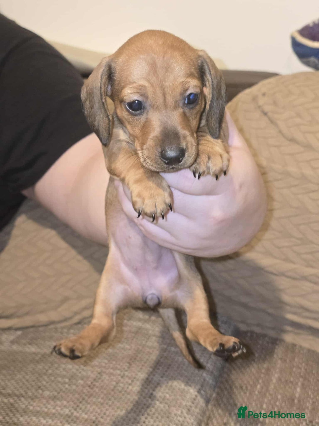 Miniature Dachshund dogs for sale: 3 Fat Little Minature Dacshund Puppies - Image 3
