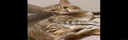 Savannah cats for sale: Beautiful Active male Savannah - Advert 5