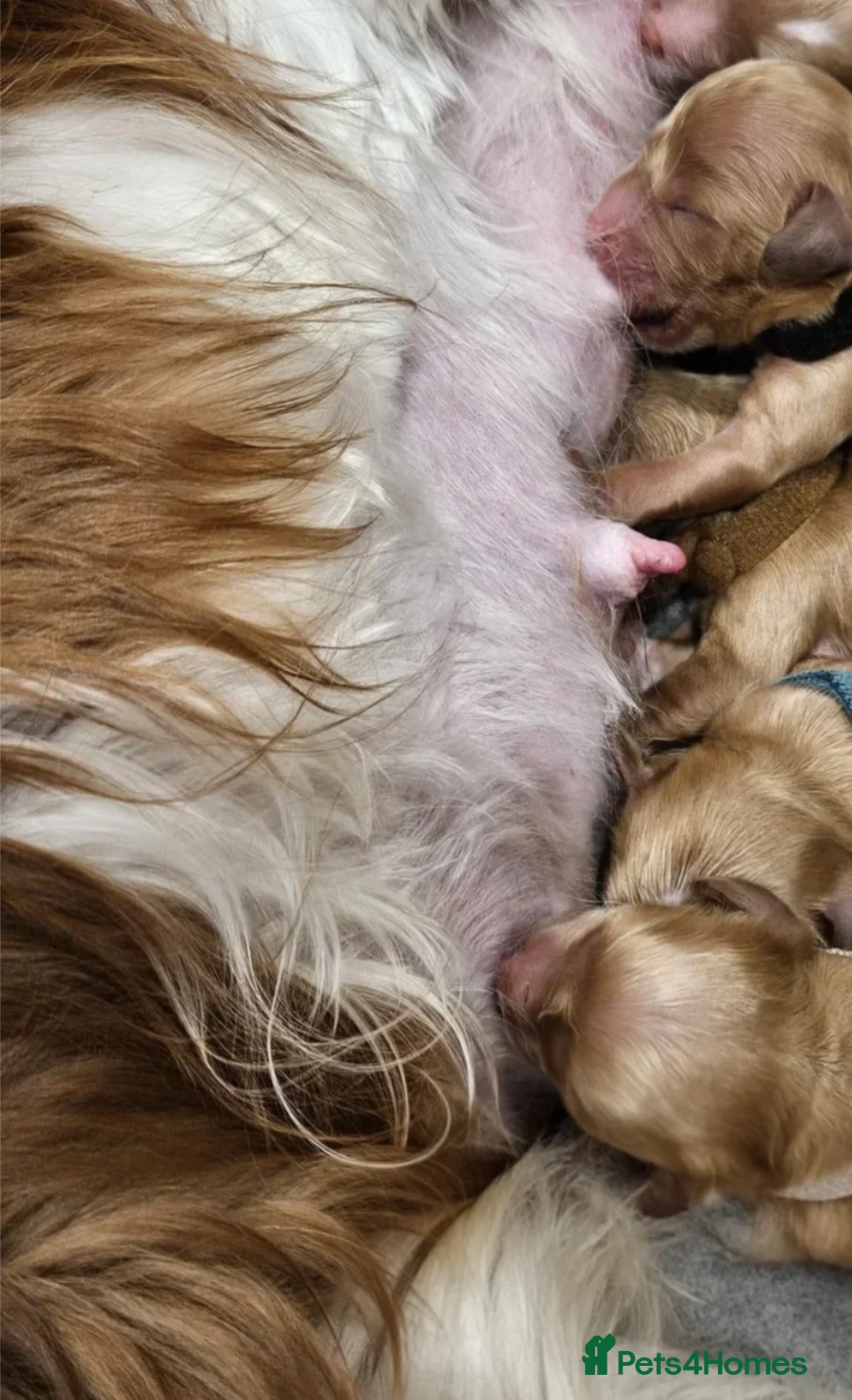 Cavapoo dogs for sale: Toy Cavapoo - Advert 5