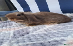Mini Lop rabbits for sale: Mini lops boys ready to leave  - Image 6