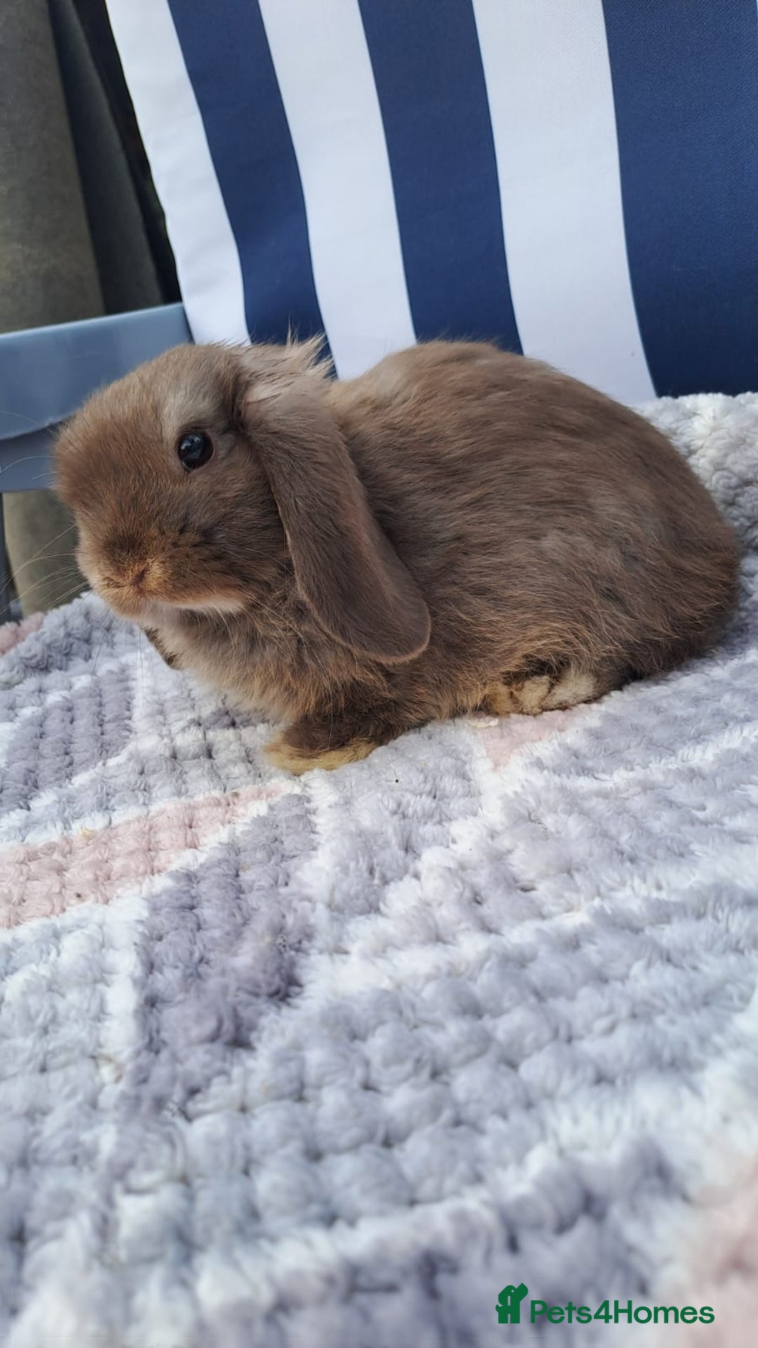 Mini Lop rabbits for sale: Mini lops boys ready to leave  - Image 6