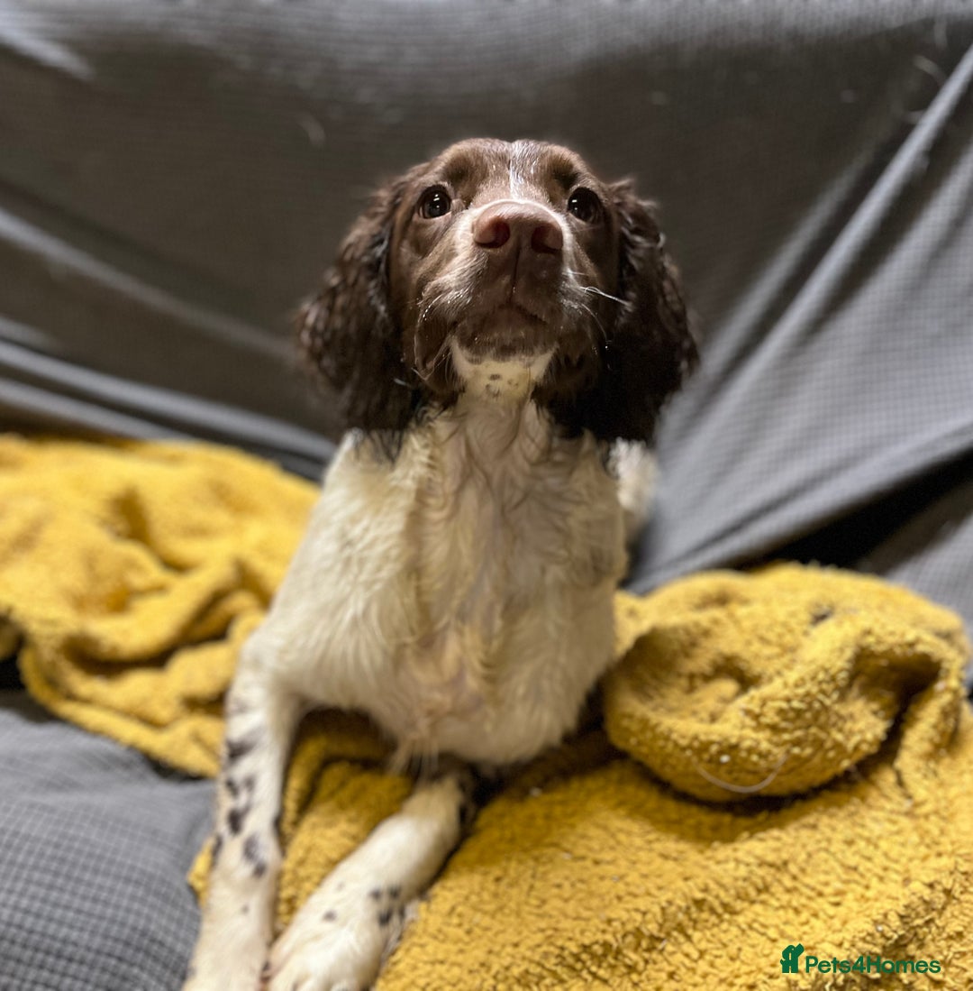 English Springer Spaniel dogs for sale: Talented Young Gundog  - Advert 12