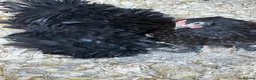 Chickens poultry for sale: Trio pekin bantams  - Advert 3