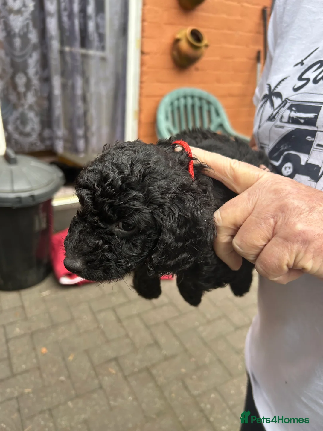 Cockapoo dogs for sale: F1B cockapoo puppies  - Advert 3