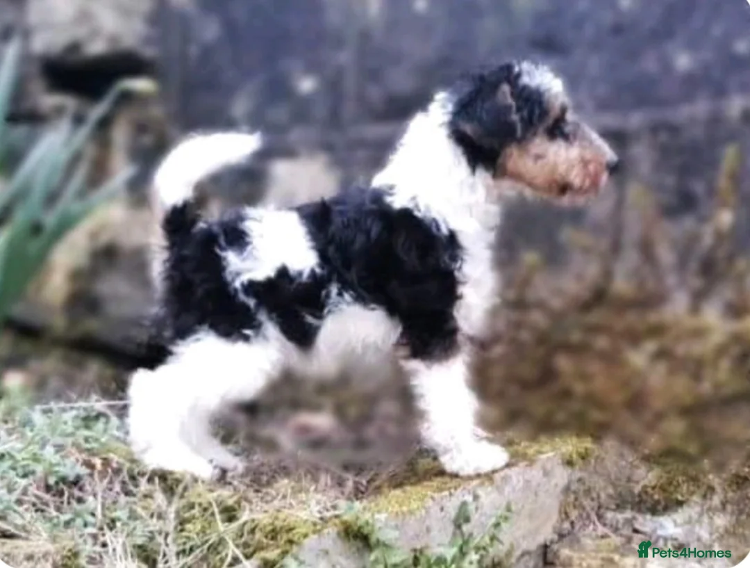 Fox Terrier dogs for stud: KC REG WIRE FOX TERRIER STUD in Todmorden - Advert 6