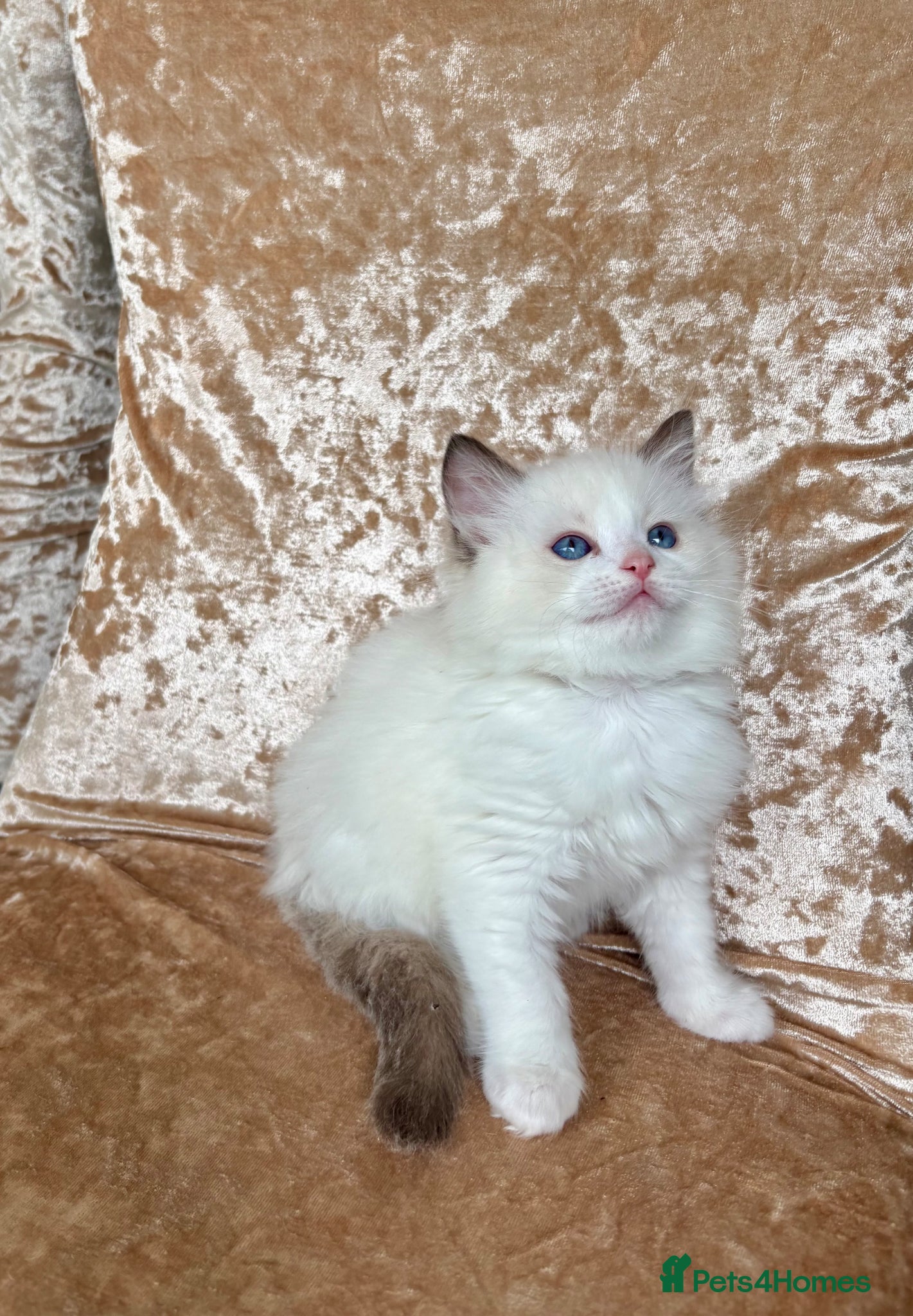 Ragdoll cats for sale: Beautiful ragdoll kittens - Advert 2