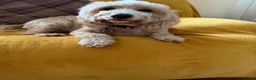Cockapoo dogs for sale: Very Special Retirement Home Wanted - Advert 4