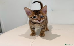 Toyger cats for sale: Full Pedigree Toyger Kittens Last Litter of 2025 - Image 23