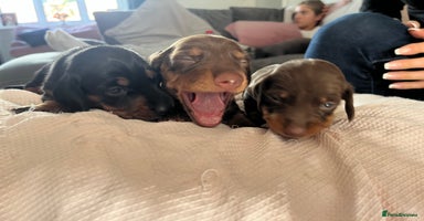 Miniature Dachshund dogs - Advert 6