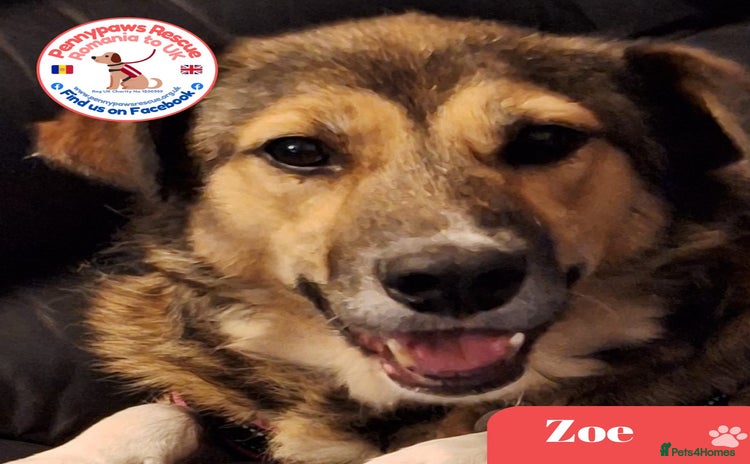 Mixed Breed dogs Lovely Zoe - Advert 2
