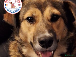 Mixed Breed dogs Lovely Zoe - Advert 2