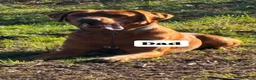 Labrador Retriever dogs for sale: 9 labrador puppies - Advert 12