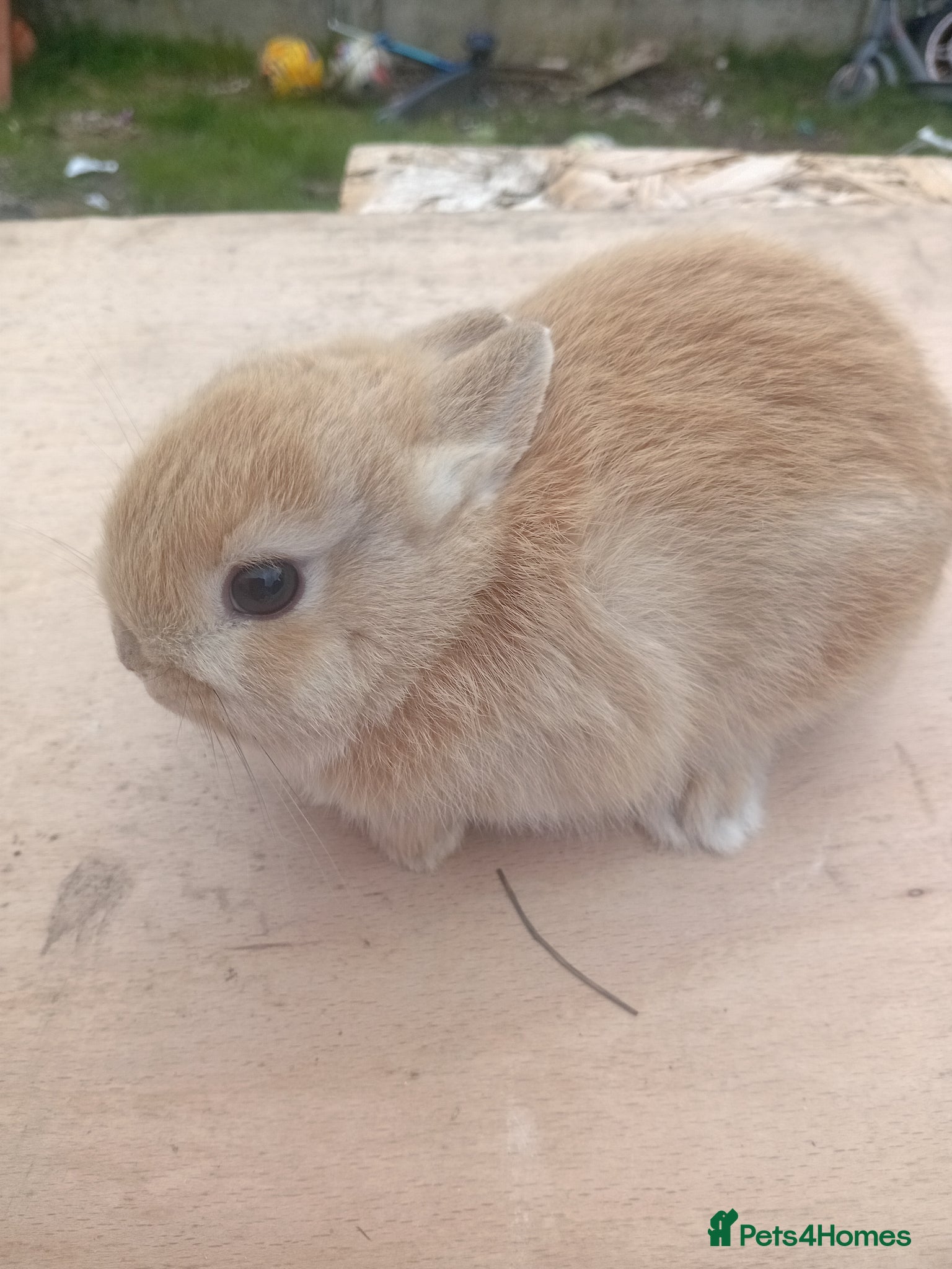 Netherland Dwarf rabbits Netherland dwarf  - Advert 1