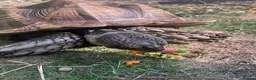 Tortoise reptiles for sale: 10 year old male sulcata tortoise  - Advert 11